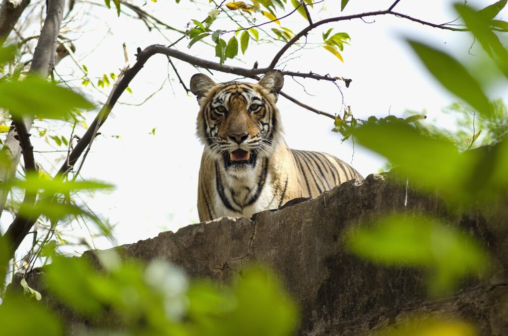 golden triangle with ranthambore