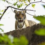 golden triangle with ranthambore