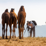 Behind The Scenes Of Wild Camel Documentaries