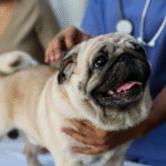 Pug dog breed price