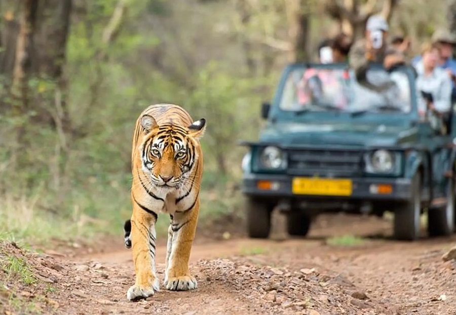 Agra to Ranthambore