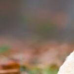 Midsize Golden Retrievers