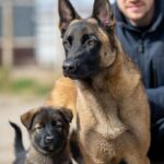 Belgian Malinois