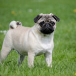 pug dog