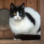 What is Cattery Services