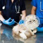 emergency vet clinics in Dubai