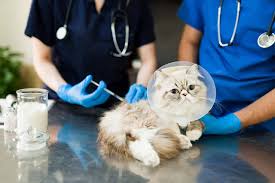 emergency vet clinics in Dubai