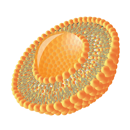 Liposomal Minerals For Enhanced Efficiency liposome structure for improved nutrient absorption