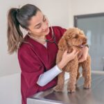 Dogs Normal Heart beat