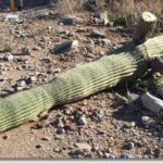 cactus removal cost