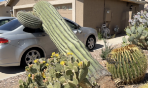 saguaro removal