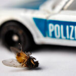 the best house fly killer