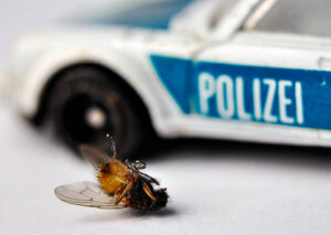 the best house fly killer