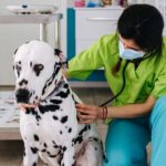 Emergency Pet Mouth Pain: Signs, Causes, and Immediate Care