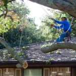 emergency tree removal service in honolulu