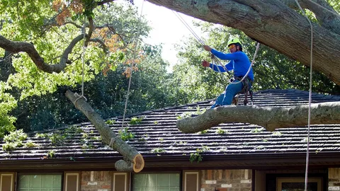 emergency tree removal service in honolulu