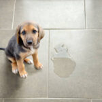 That is why pet stain odor removal Ashburn services are very important for homeowners.