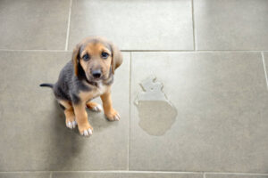 That is why pet stain odor removal Ashburn services are very important for homeowners.