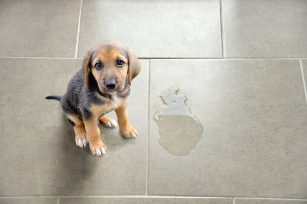 That is why pet stain odor removal Ashburn services are very important for homeowners.
