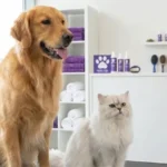 dog boarding packages