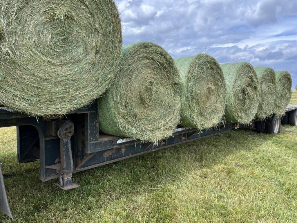 Hay for sale