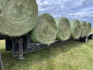Hay for sale