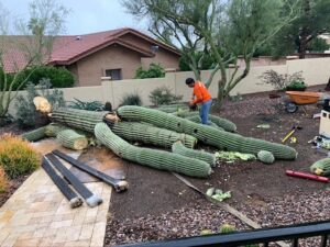 scottsdale az cactus removal