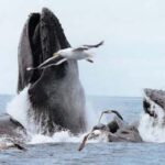 Cape Ann Whale Watch
