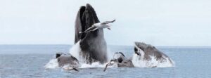 Cape Ann Whale Watch