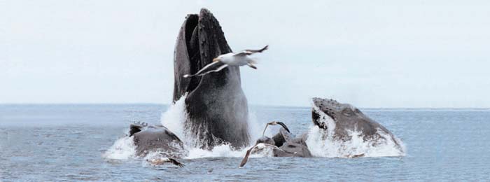 Cape Ann Whale Watch