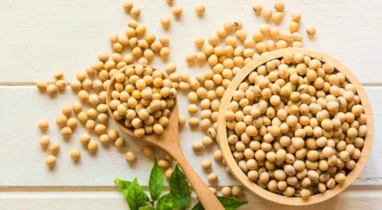 Premium quality soybeans packed for bulk supply by trusted Soyabeans Dealers in India