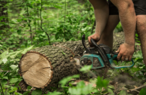 Tree Removal Houston