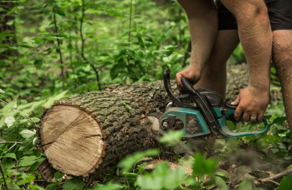 Tree Removal Houston