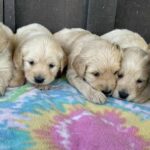 Mini Golden Retrievers in Ohio