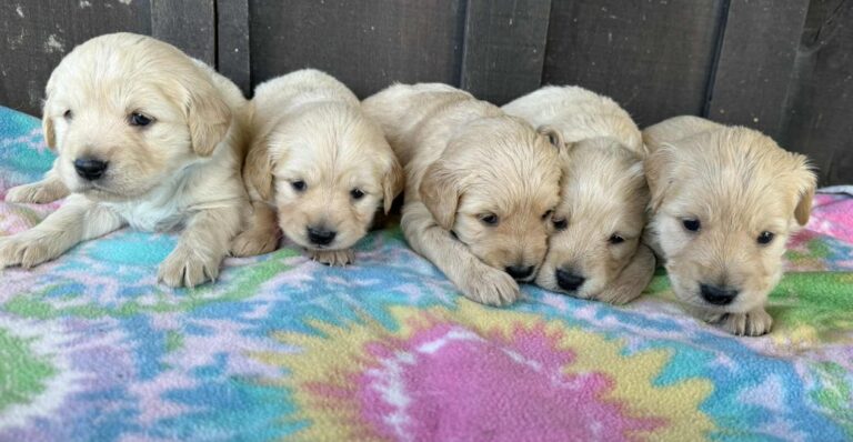 Mini Golden Retrievers in Ohio