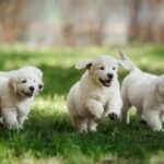 Miniature Golden Retriever Breeder