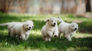 Miniature Golden Retriever Breeder