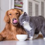Pet Sitting