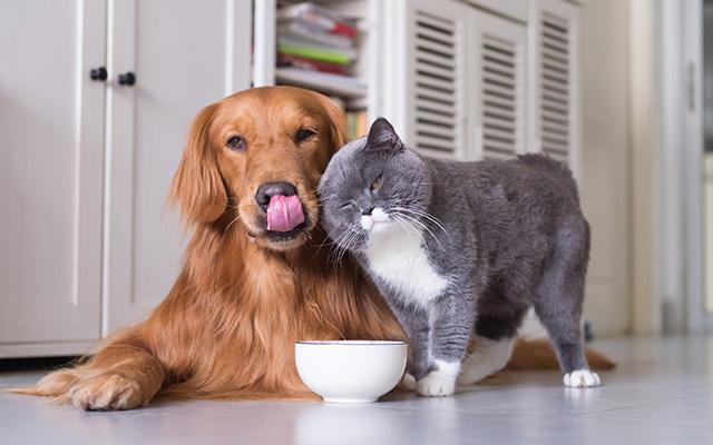 Pet Sitting