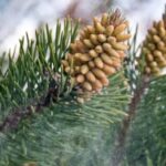 Pine pollen powder extract