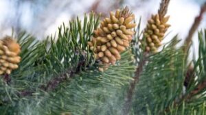 Pine pollen powder extract