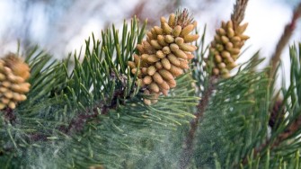 Pine pollen powder extract