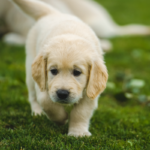 When Does A Golden Retriever Reach Full Adult Size