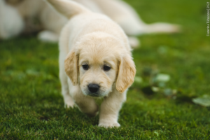 When Does A Golden Retriever Reach Full Adult Size