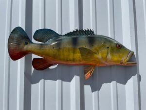 imageye___-_imgi_6_peacock-bass-27-hm-sideview__85578.1759867019