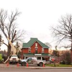 Tree service near me