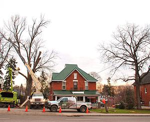 Tree service near me