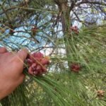 Boreal forest pine pollen