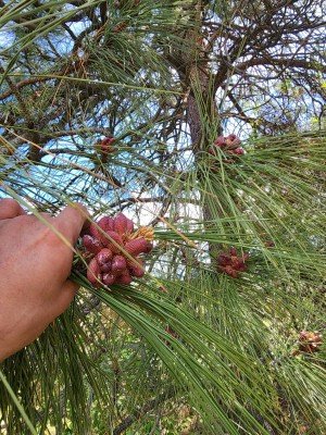 Boreal forest pine pollen