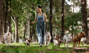Dog Walking Companies